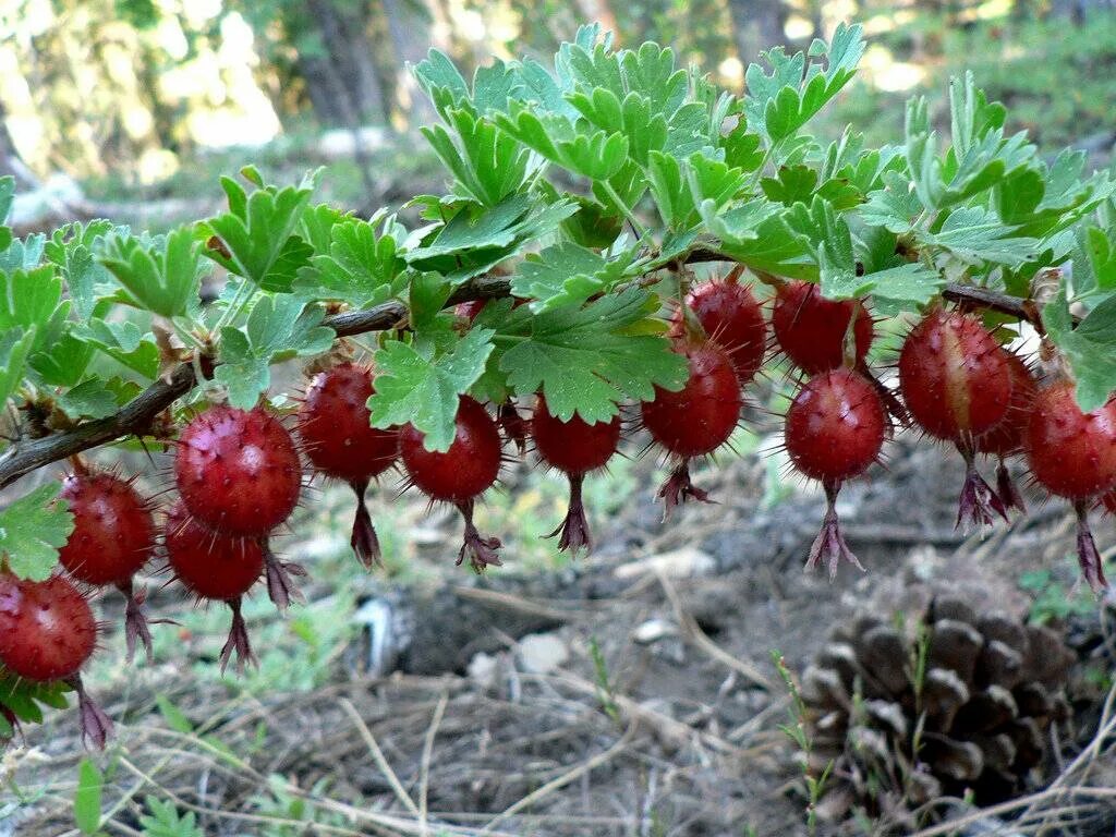 Кустарник смородина крыжовник. Смородино-крыжовниковый гибрид йошта. Крыжовник (ribes grossularia `Командор`). Плодовые кустарники крыжовник. Крыжовник бесшипный Грушенька.