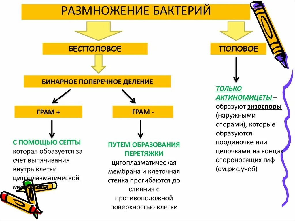 Размножение бактерий примеры. Формы размножения бактерий. Метод размножения бактерий микробиология. Способы размножения бактерий микробиология. Как размножаются бактерии схема.