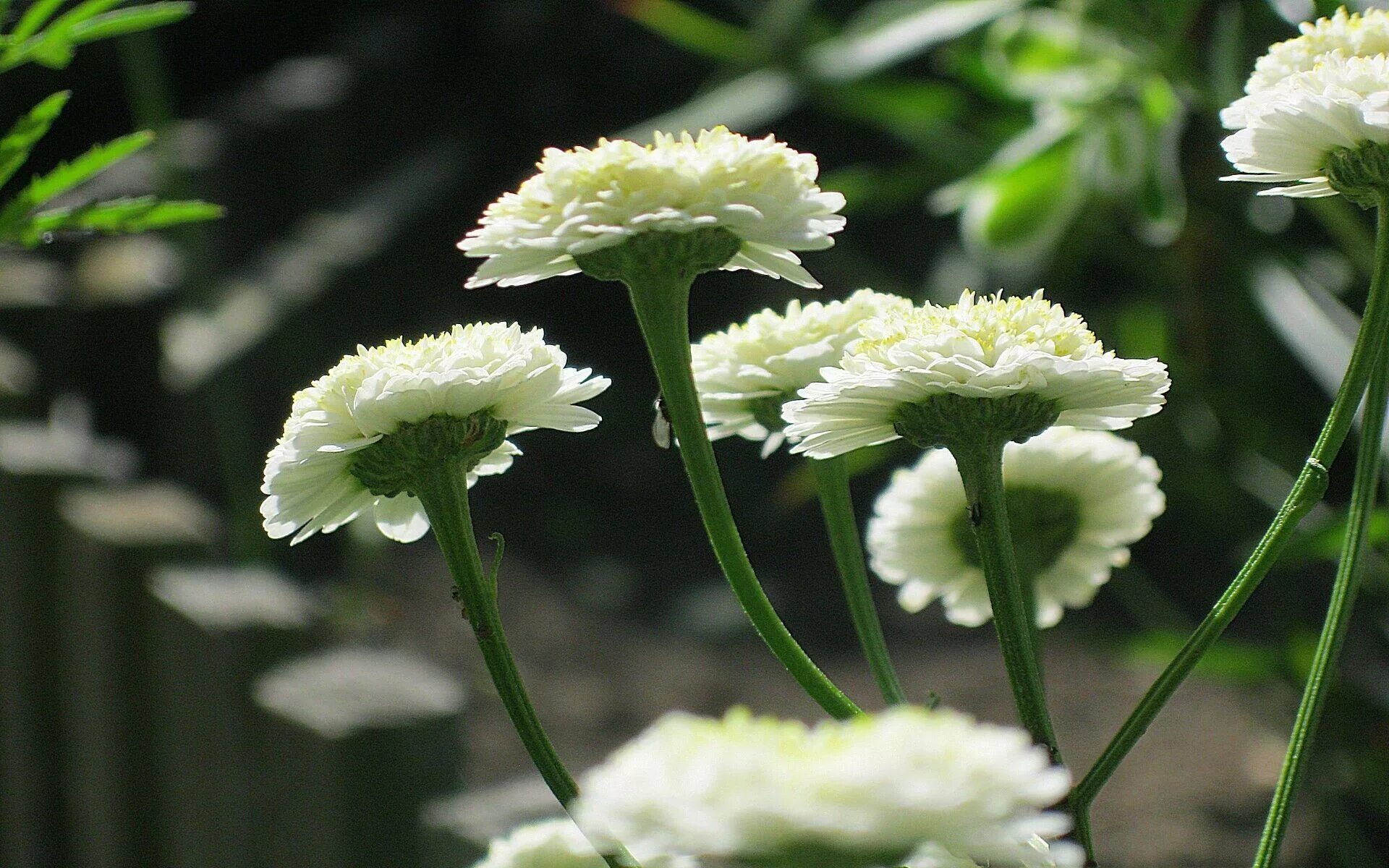 Ноги белый цветок. Пиретрум. Хризантема стебель. Цветок на стебле. Хризантема белая.