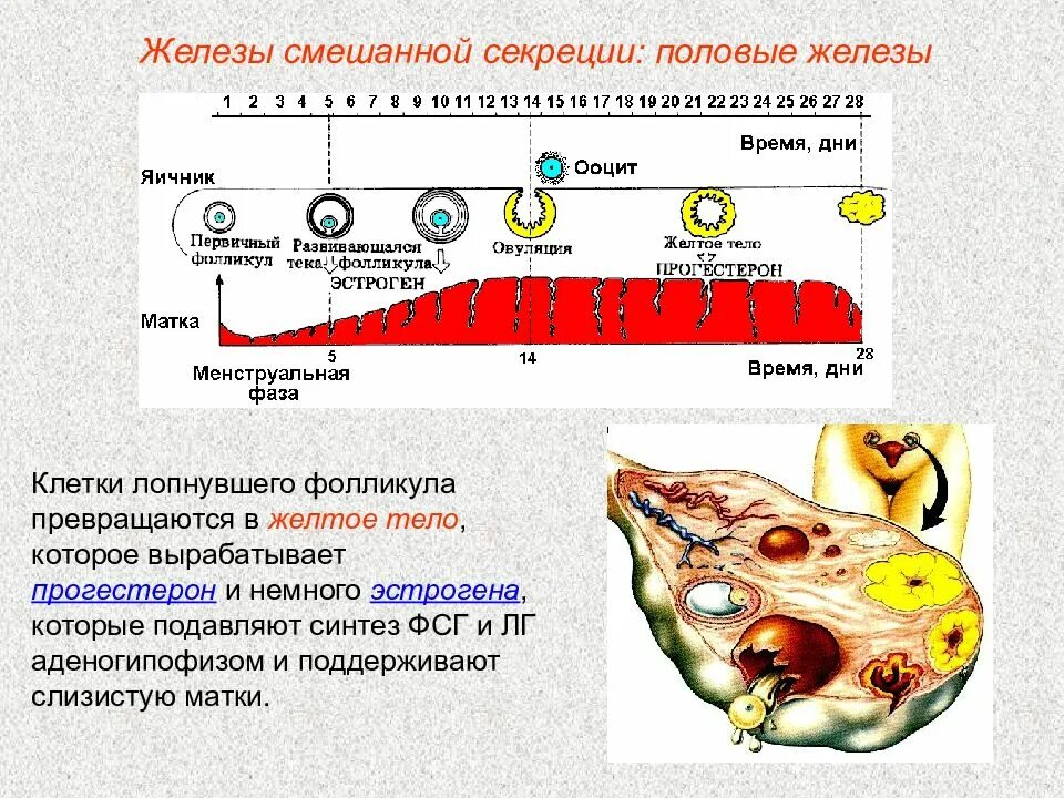 Внутреннее строение яичника анатомия. Оболочки фолликула. Фазы образования желтого тела. Строение фолликула яичника. В желтом теле образуется гормон.