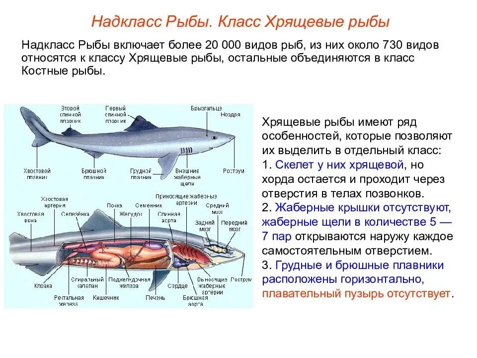 Плавательный пузырь у акул. Внешнее строение хрящевых рыб таблица. конспект по биологии костные рыбы кратко. общая характеристика класса рыб биология 7 класс. класс хрящевые рыбы акулы.