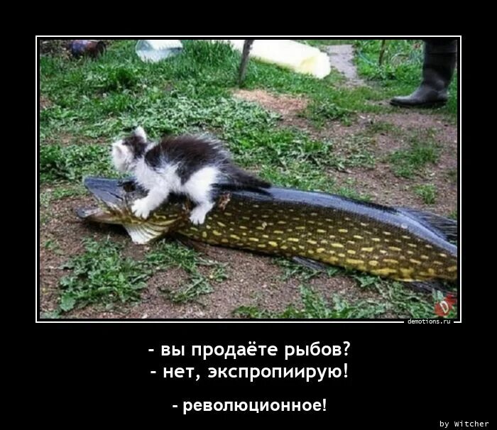 Рыбу продаете нет показываю красивое. Продоете рыбов. вы продаете рыбов. рыбу продаете красивое. рыбу продаете нет показываю.