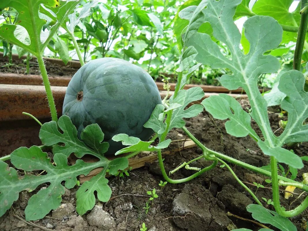 рассада арбуза в сибири. арбузы в сибири рассада. рассада дыни вытянулась. арбузы в сибири. рассада дыни и арбуза.