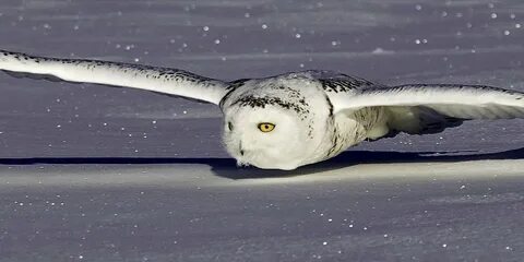 Бреющий полет