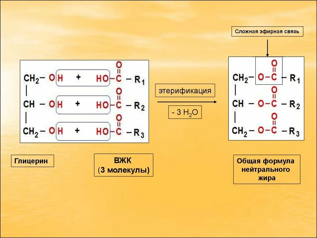 Нейтральные жиры строение. Общая структурная формула нейтрального жира. Структура молекулы нейтрального жира. Сложная эфирная связь.