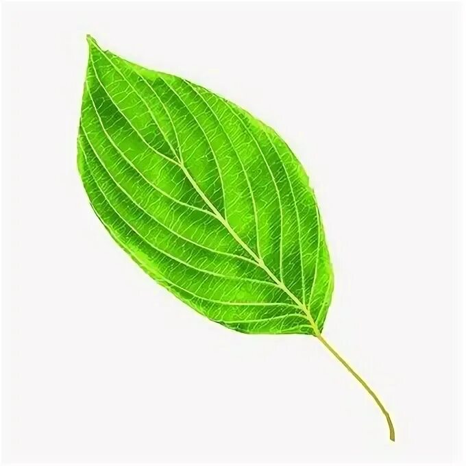 Real leaf. Real leaf