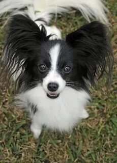 De papillon