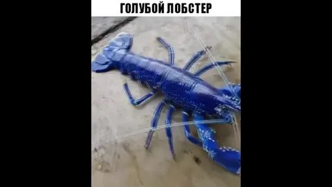 Поймали синий
