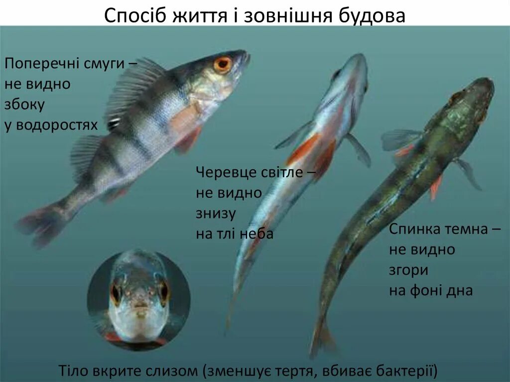 Водоросли мальки рыб окунь. Окунь речной малек. окунь рыба малек. малек окуня в воде. маленькие рыбки мальки окуней.