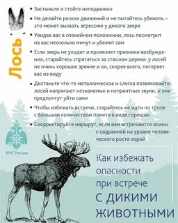 Опасности диких