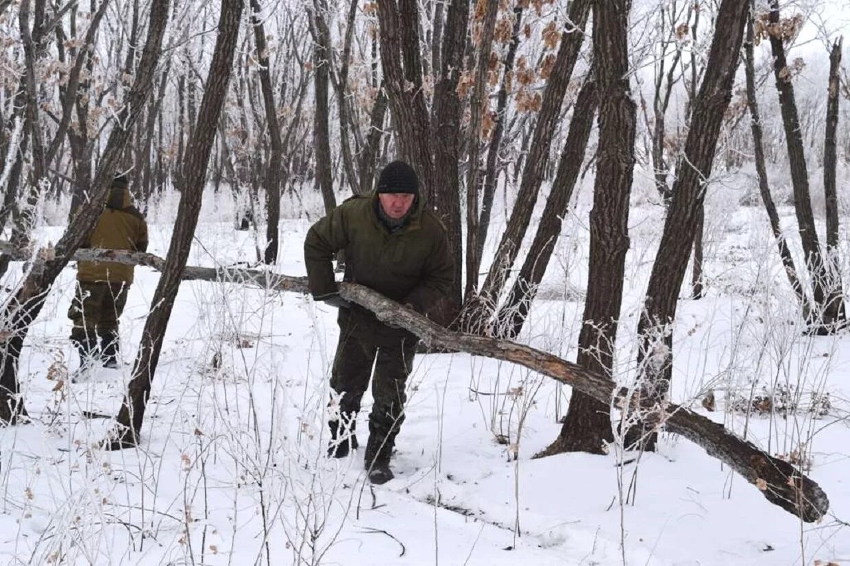 Сбор валежника в лесу. Сухостой в лесу. Собирать дрова в лесу. Заготовка валежника. Брать валежник в лесу