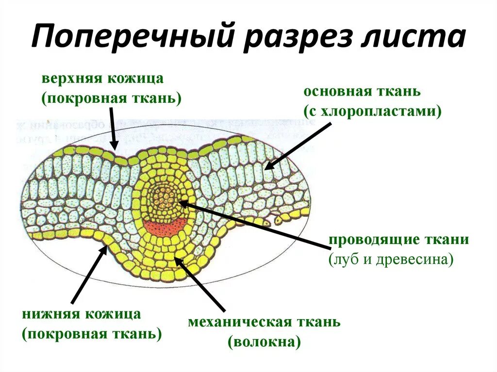 Какая ткань образует структуру листа. Поперечный разрез листа камелии. Схема поперечного разреза листа. Рис строение поперечного среза листа. Поперечный разрез листа строение листа.