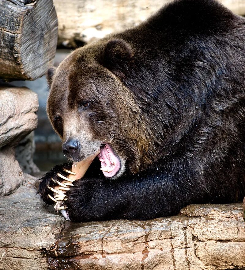 Какой медведь сильнее. Медведь Гризли большой. Гризли североамериканский бурый медведь. Самый большой медведь Гризли. Самый опасный медведь Гризли.