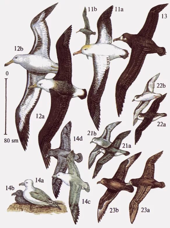 Размеры птиц сравнение. Странствующий Альбатрос размах крыльев. Альбатрос птица размах крыльев. Странствующий Альбатрос с человеком. Странствующий Альбатрос Размеры.