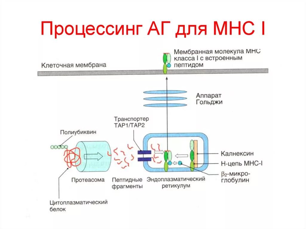 Процессинг АГ для МНС 1 схема. Процессинг АГ MHC II. MHC главный комплекс гистосовместимости. Процессинг АГ для MHC 1. Процессинг синтез
