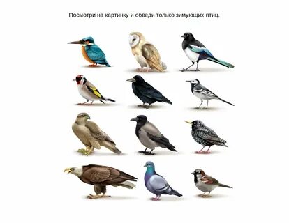 Найди название птиц