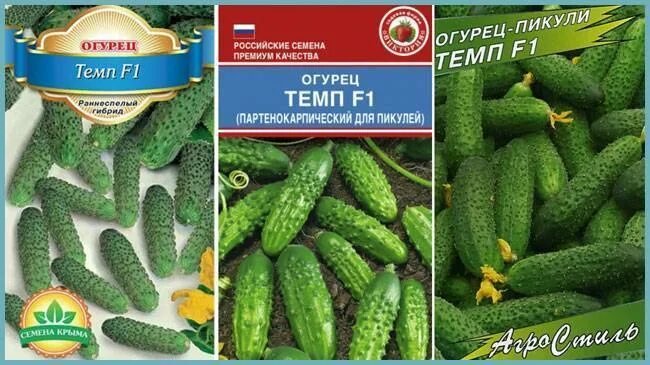Огурцы кураж. Огурец темп семко. Огурец темп f1 (10 шт) семко. Огурец темп отзывы. Семена огурец темп f1 5шт.