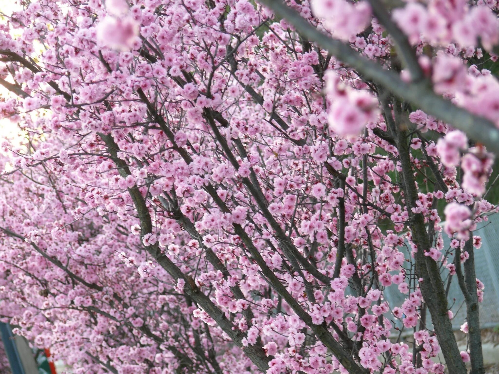 Hanami Cherry Blossom. Сакура дерево. Разновидности Сакуры.