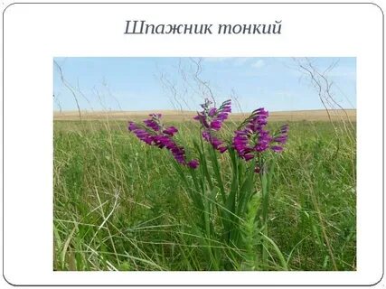 Растения оренбургского края
