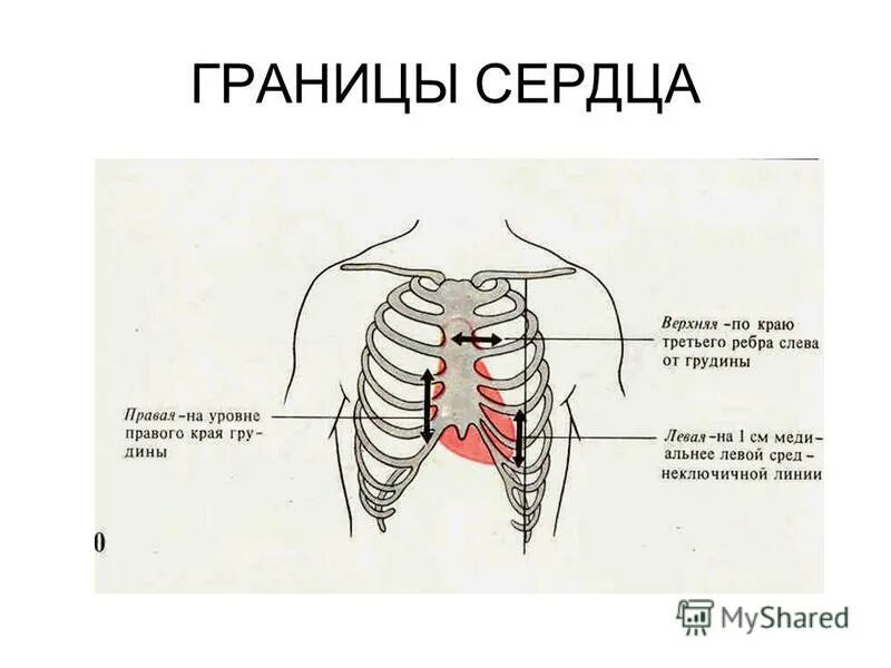 Верхняя граница сколько. Границы сердца анатомия человека. Границы сердца (верхняя, нижняя, правая, левая). Границы сердца и расположение таблица. Границы сердца физиология.