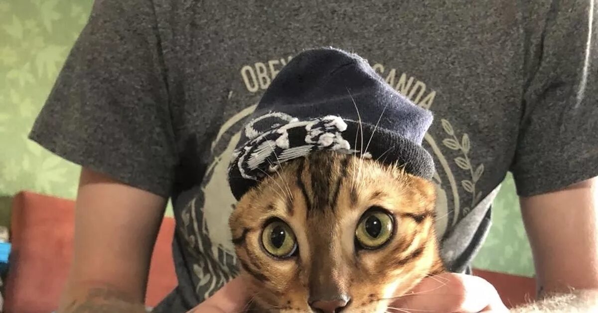 Включи рыжий кот на ютубе гопники. Котэ гопник. Включи рыжий кот на ютубе гопники. Включи рыжий кот на ютубе гопники. Кот гопник.