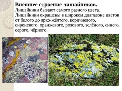 Лишайники по внешнему виду и окраске подразделяются