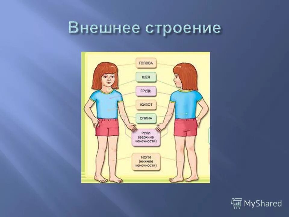 Организм человека окружающий мир 3 класс тест. Строение тела человека. Внешнее строение организма человека. Строение тела человека 2 класс. Строение тела человека 2 класс окружающий мир.