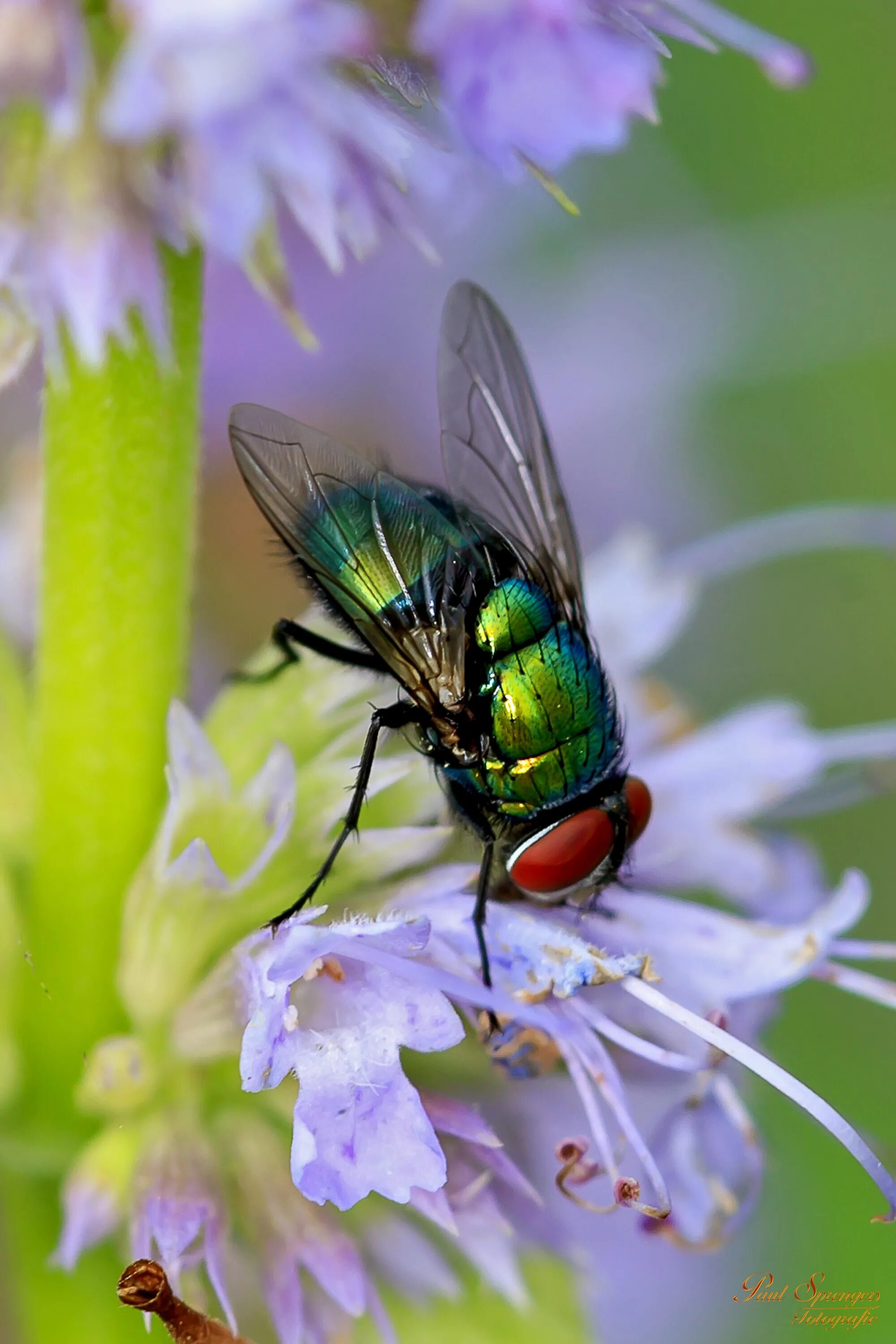 Fly green. Двукрылые Муха краснохвостая. Цветок опыляемый мухами. Муха (насекомое). Красивая Муха.