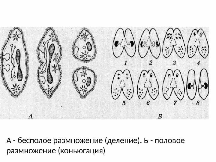 Бесполое размножение инфузорий