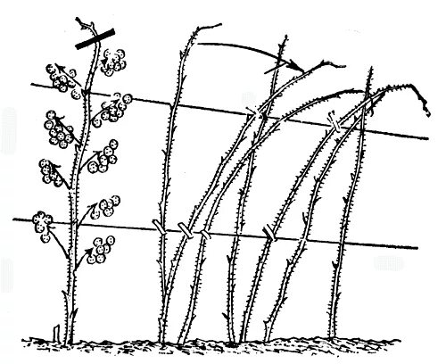 Формировка ежевики. Омолаживание куста малины. Подрезка ежевики. Подвязка ежевики весной.