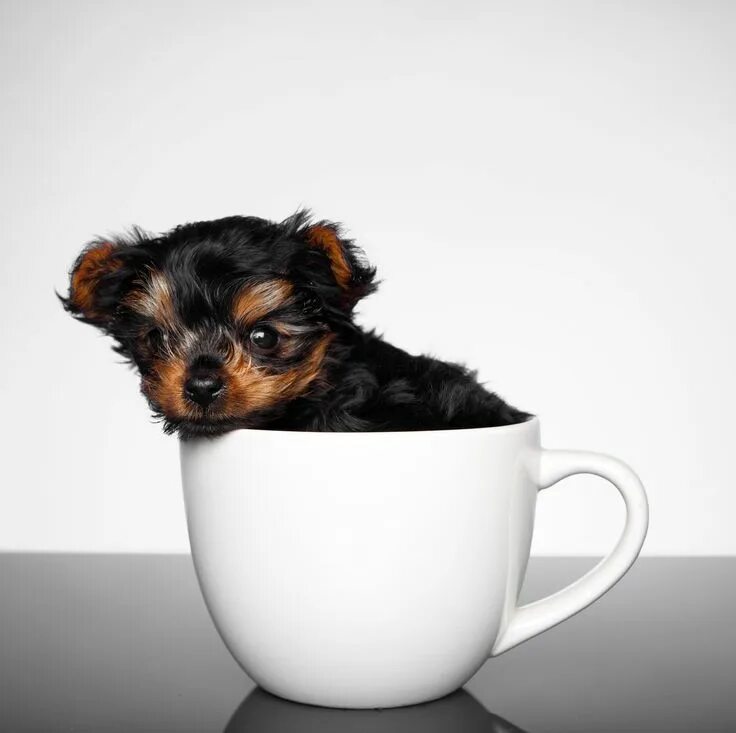 Dogs cup. Порода Teacup. Teacup собака. Чихуахуа Teacup. Щенок в кружке.