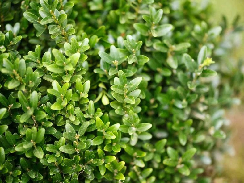 Вечнозеленый почему. Самшит Буксус. Buxus sempervirens самшит. Самшит вечнозелёный. Самшит вечнозеленый (Búxus sempervírens).