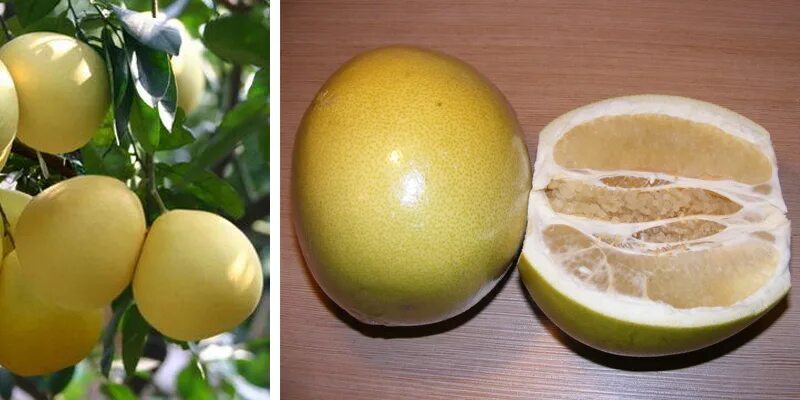Как выбрать спелый помело в магазине. Фрукт помело помело. Неспелое помело. Помело фрукт желтый. Апельсин и помело.