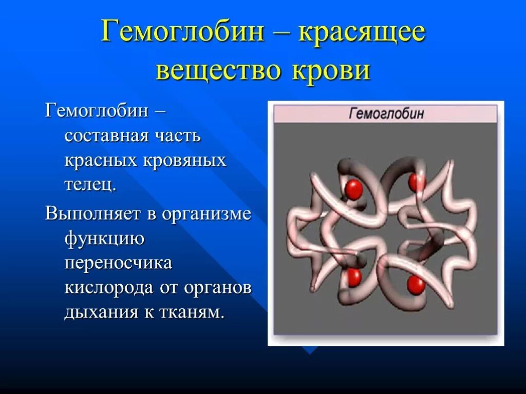 Какую функцию в организме выполняет гемоглобин. Гемоглобин. роль гемоглобина в организме. гемоглобин и его роль в организме. гемоглобин функции в организме.