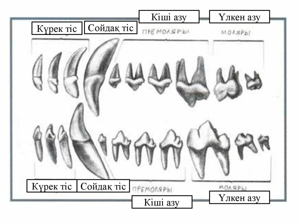Зубы волка анатомия строение. Анатомия резцов верхней челюсти. Резцы моляры премоляры.