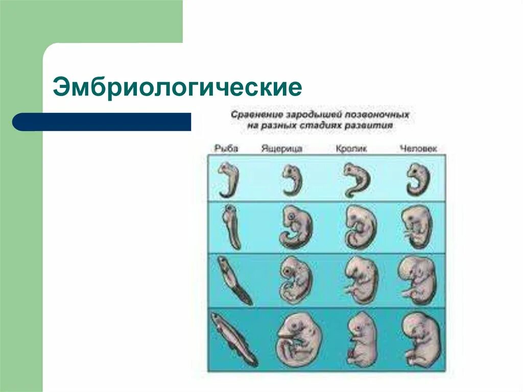 У представителей какого класса развитие зародыша. Эмбриологические доказательства эволюции. Эмбриологические методы. Эмбриологические стадии. Эмбриологический метод в биологии.