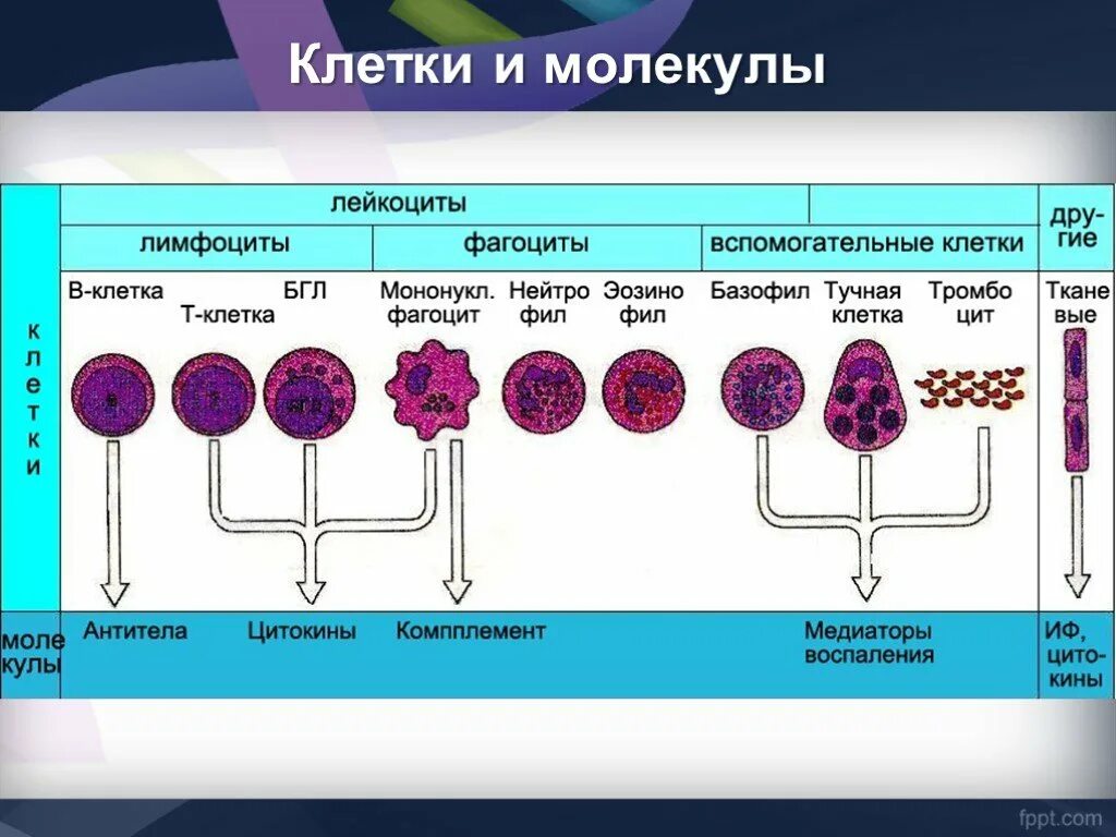 Молекула клетки. Вспомогательные клетки. Молекула клетки человека. Молекула лейкоцитов. Отличие клетки от молекулы