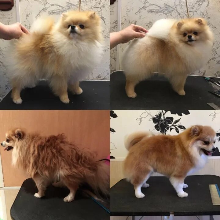 шпиц после. шпиц после. померанский шпиц лисичка. стрижка померанского шпица. нестриженный шпиц.