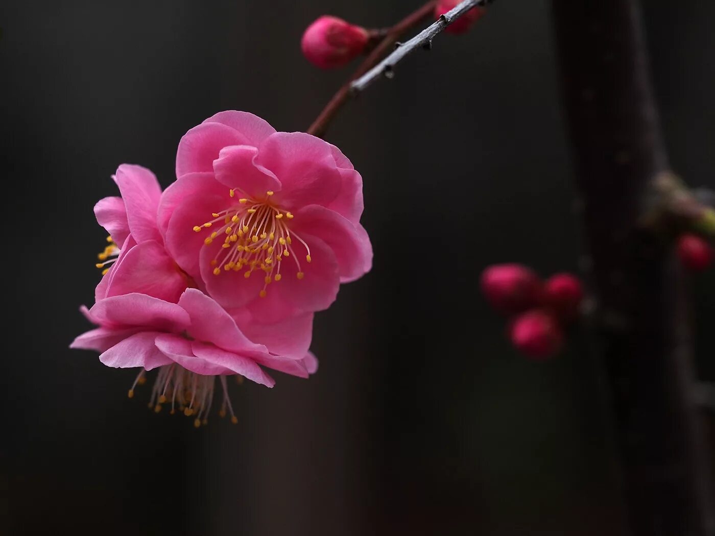 Plum blossom. Цветы Умэ японская слива. Цветущая слива Умэ Япония. Ume японская слива цветет. Цветок Умэ.