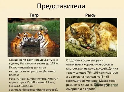 Критерии тигра