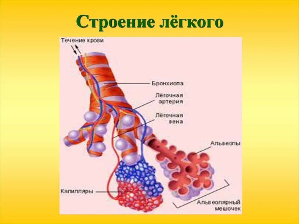 Строение легочной альвеолы. Альвеолы легких строение. Строение альвеолы легкого. Альвеолы схема. Альвеолярные легкие характерны для