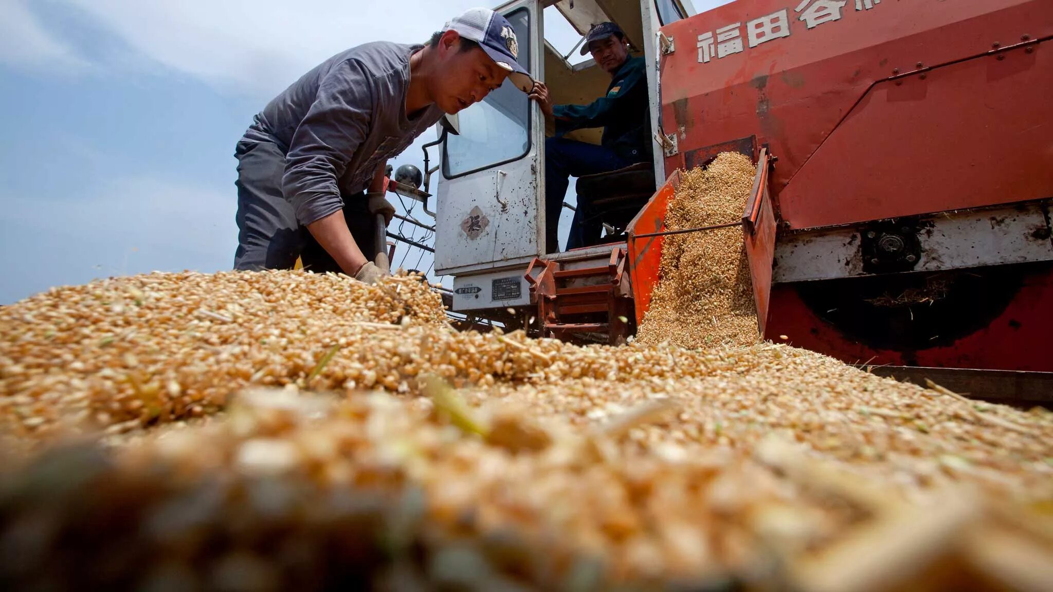 Производство сельскохозяйственной продукции в россии. Экспорт зерна. Рынок зерна. Поставки зерна. Поставщики зерна.