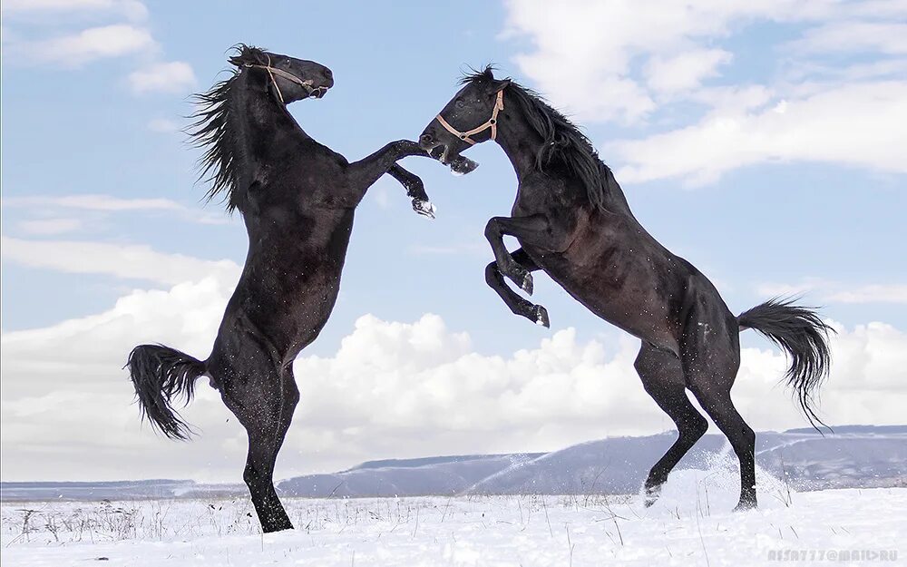 Кабардинская порода лошадей. Кабардинец лошадь порода. Карачаевская порода лошадей. Конь карачаевской породы.