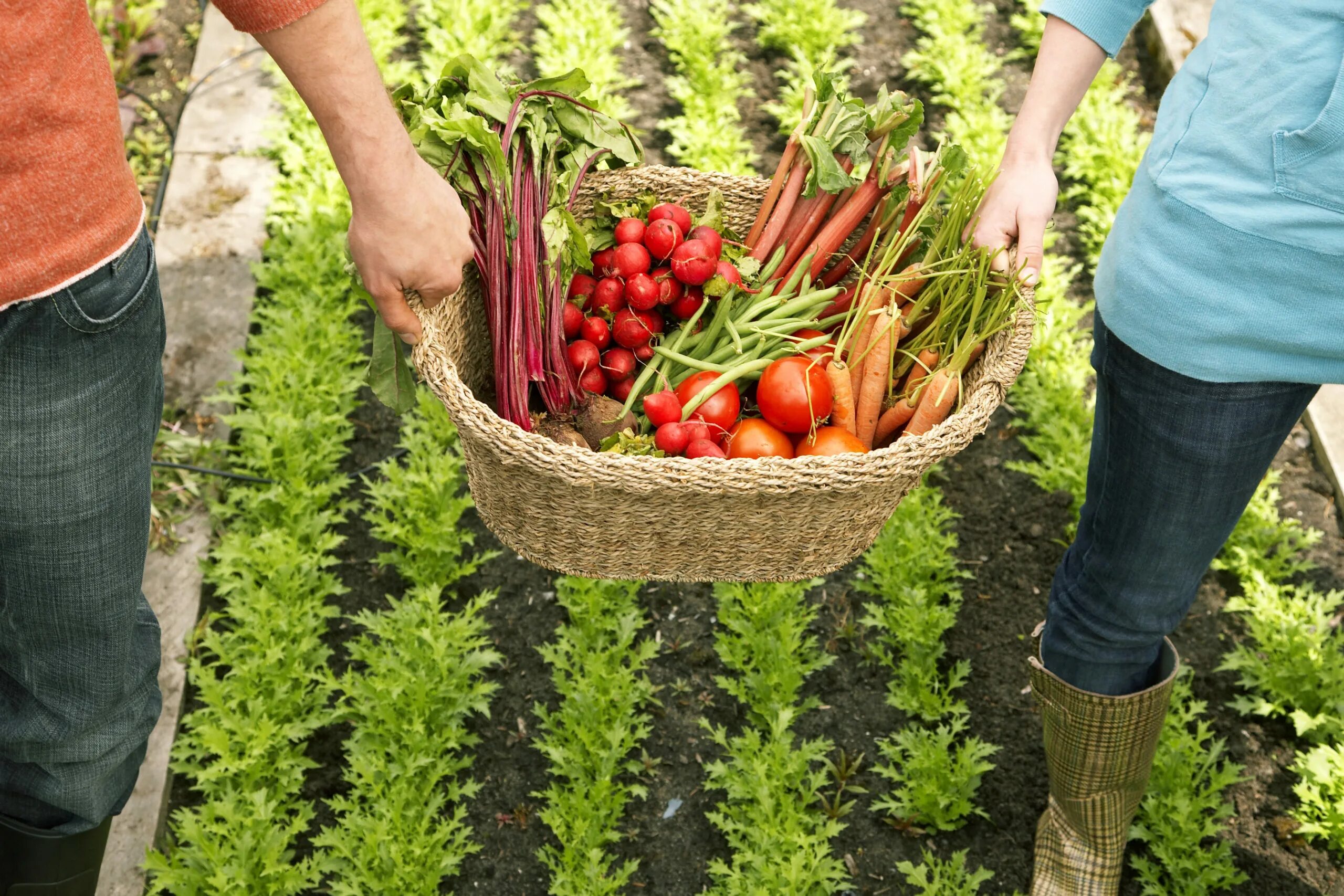 Farmer vegetables