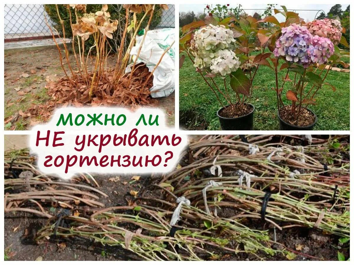 Как сохранить гортензию зимой