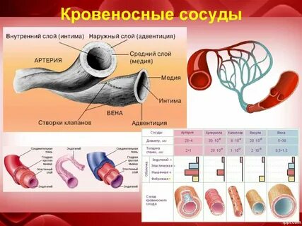 1 виды кровеносных сосудов