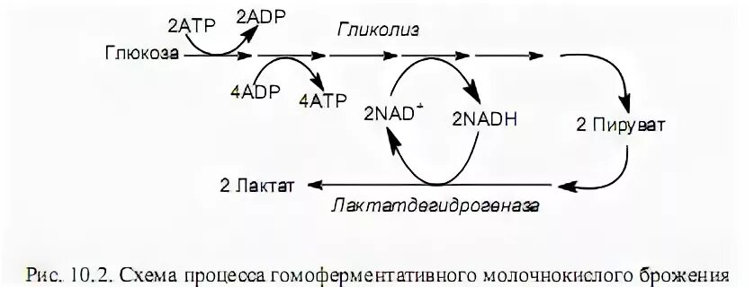 Образование молочной кислоты при брожении глюкозы. Схема гетероферментативного молочнокислого брожения. Схема молочного брожения. Молочнокислое брожение схема реакций. Гомоферментативное молочнокислое брожение схема.