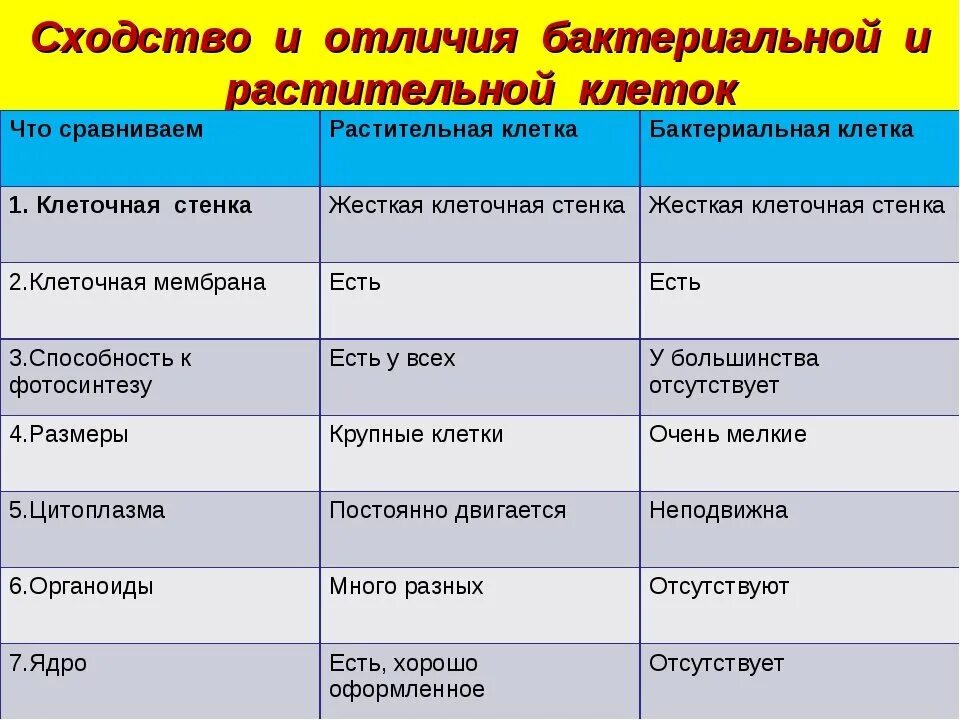 Отличие растительной клетки от животной и бактериальной