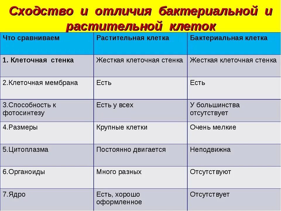 Сравнение клеток организмов. Сравнение клеток растений и бактерий. Сравнение растительной и бактериальной клетки таблица. Сравнение клеток растений и бактерий 5 класс биология. Сравнить клетку растений и бактерий.