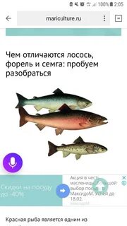 Какая лучше форель или семга